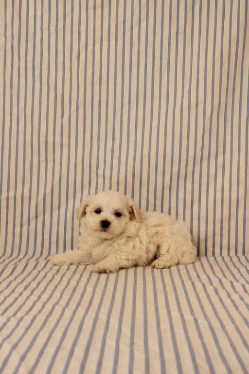puppy, for, sale, Maltipoo, Matthew B. Stoltzfus, dog, breeder, Gap, PA, dog-breeder, puppy-for-sale, forsale, nearby, find, puppyfind, locator, puppylocator, aca